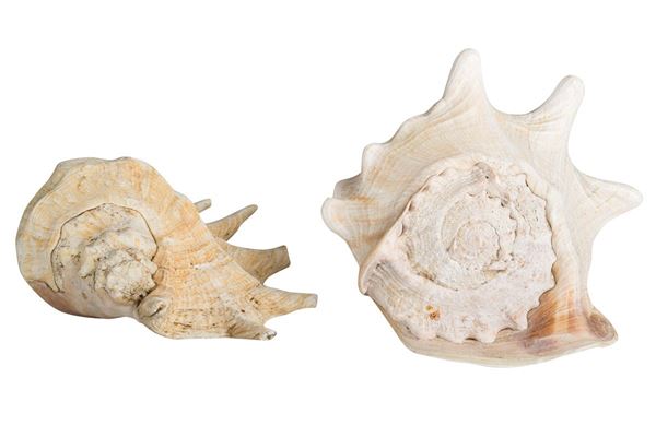 Lot of 2 shells