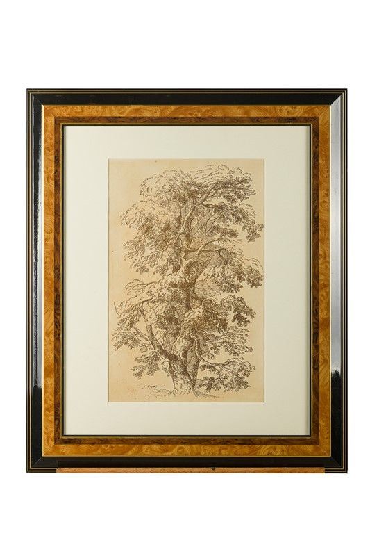 Albero secolare