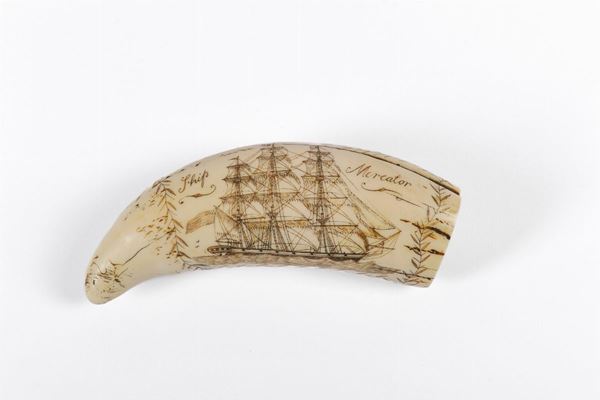 Walrus tooth