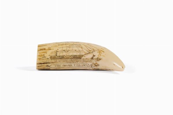Walrus tooth
