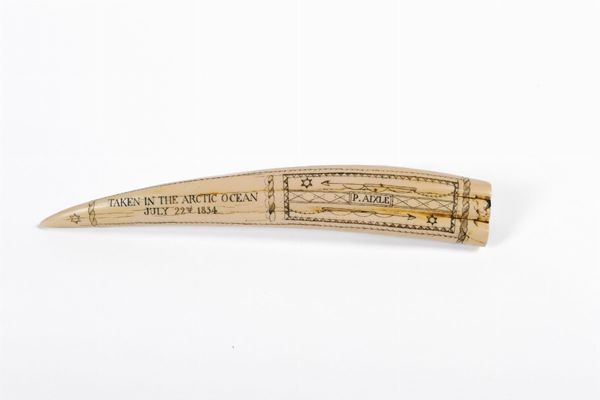 Walrus tooth