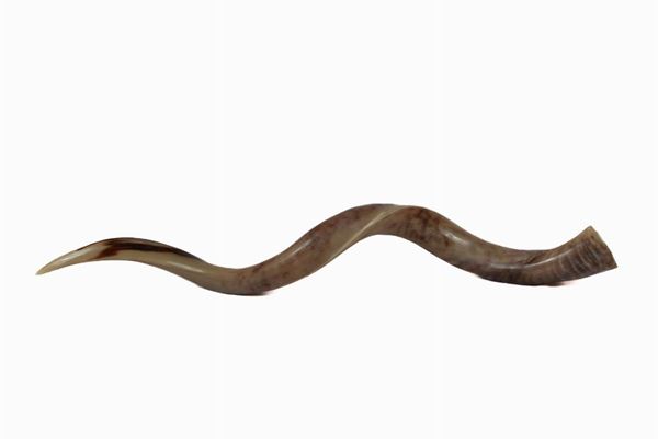 Horn of South African antelope