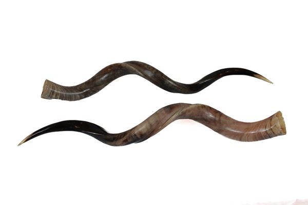 Pair of Horns of South African Antelope