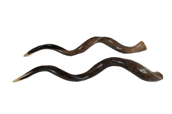 Pair of Horns of South African Antelope