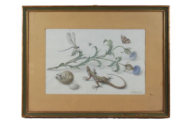 Aloys Zolt - Studio di libellula, lucertola, farfalla e conchiglie su rametto di cardo