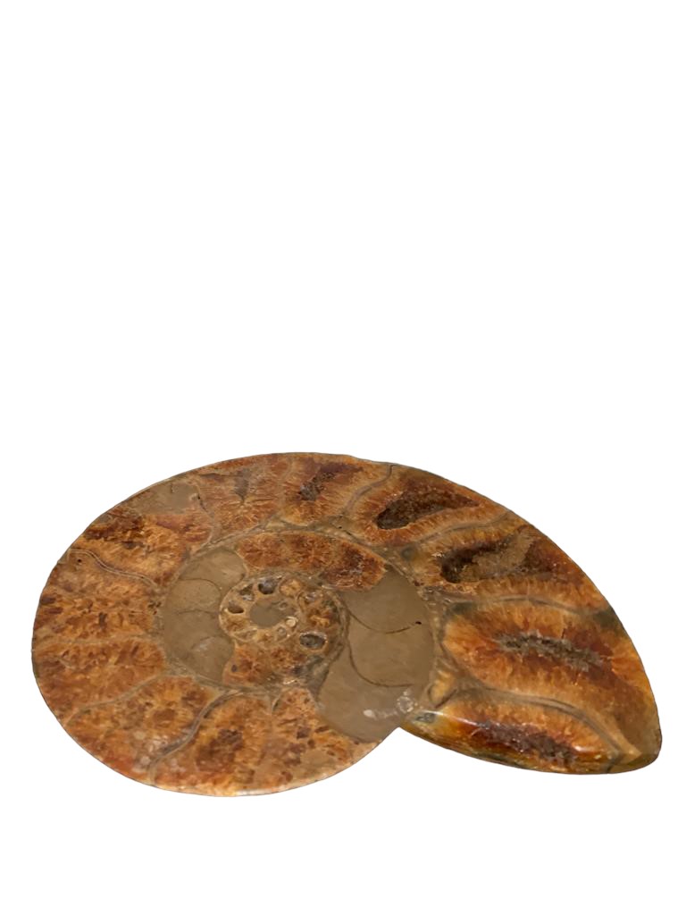 Lumachella Fossile e Pietra Dura