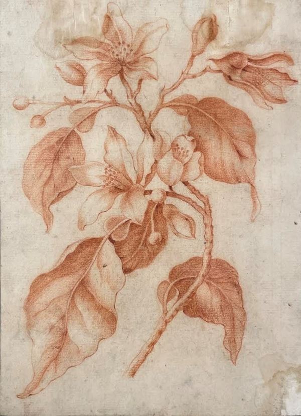 Louis Tessier - Fiore d'arancio