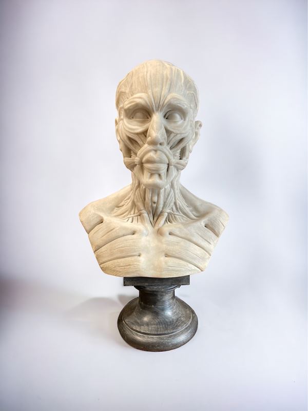Testa anatomica