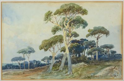 Pini di Roma