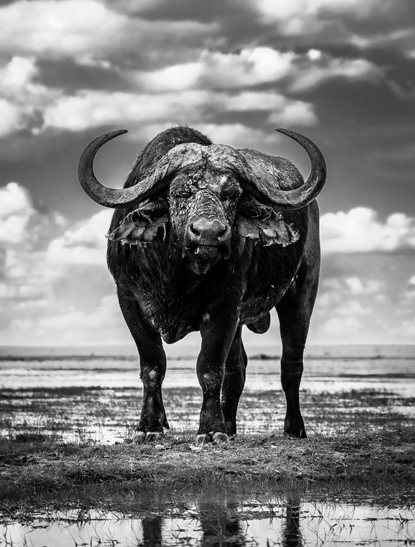 Angulo  José Miguel - Courage