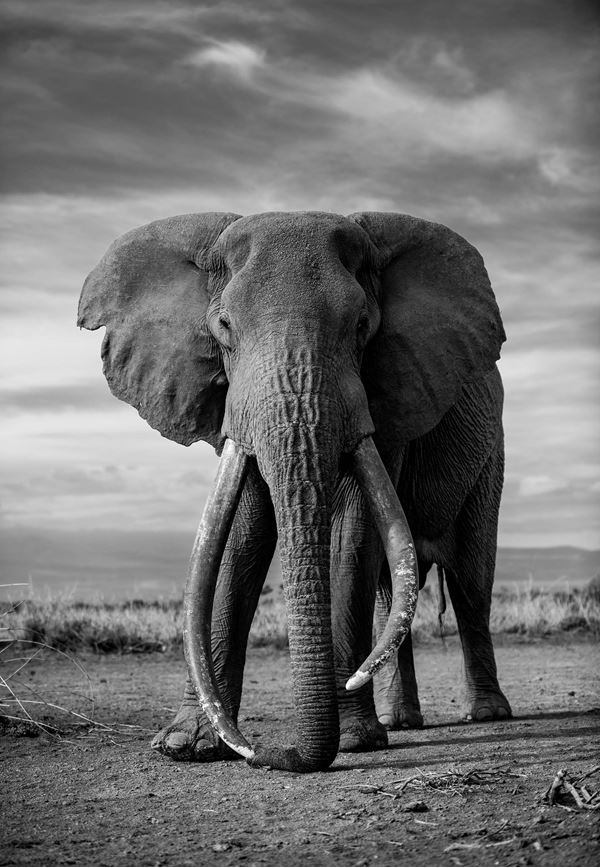 Angulo  José Miguel - Wild Soul