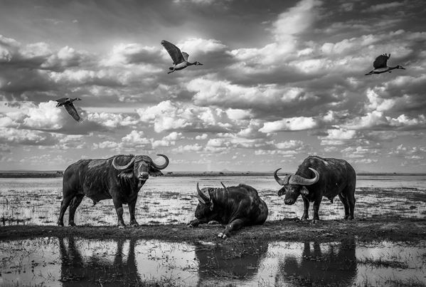 Angulo  José Miguel - Reflexes