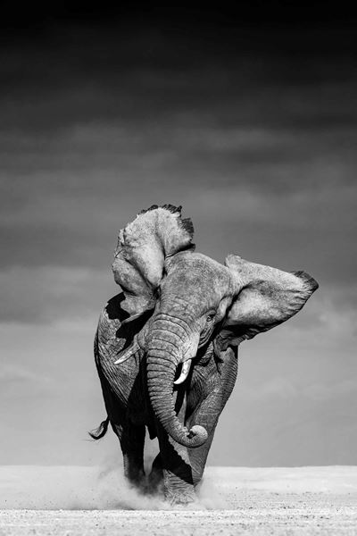 Charging - Stampa digitale Fine Art
