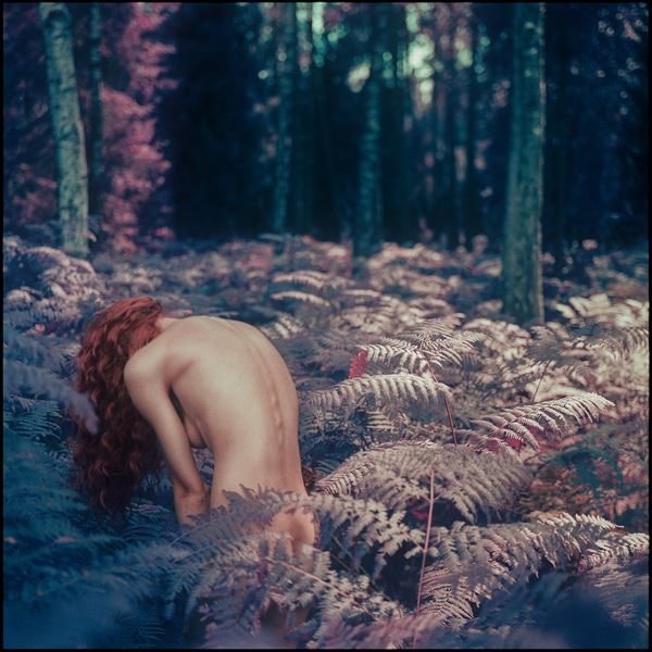 Łukasz  Spychała Koneser - Pteridium aquilinum #2