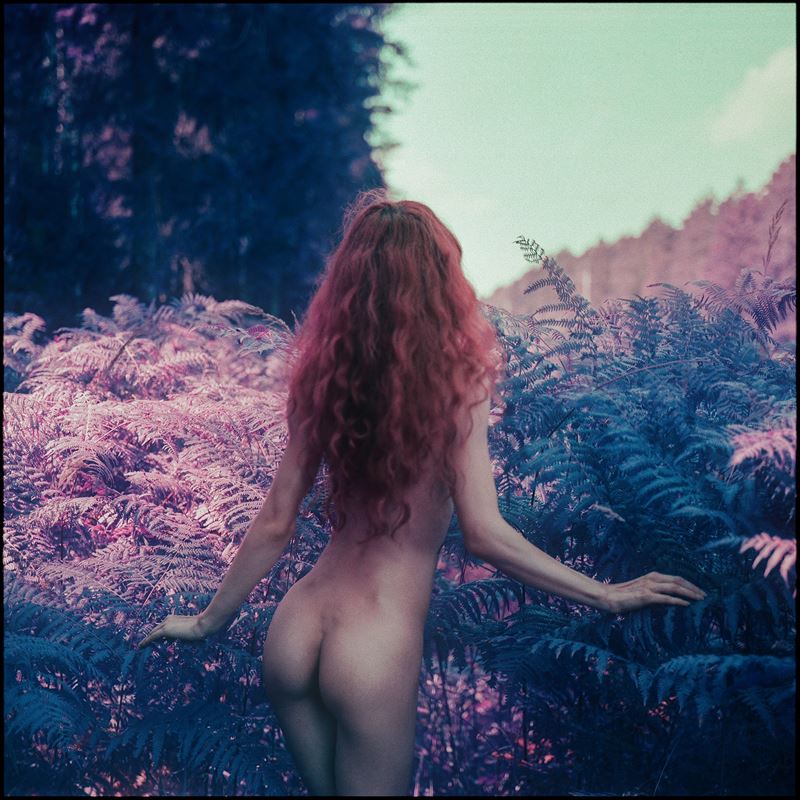 Pteridium aquilinum #1