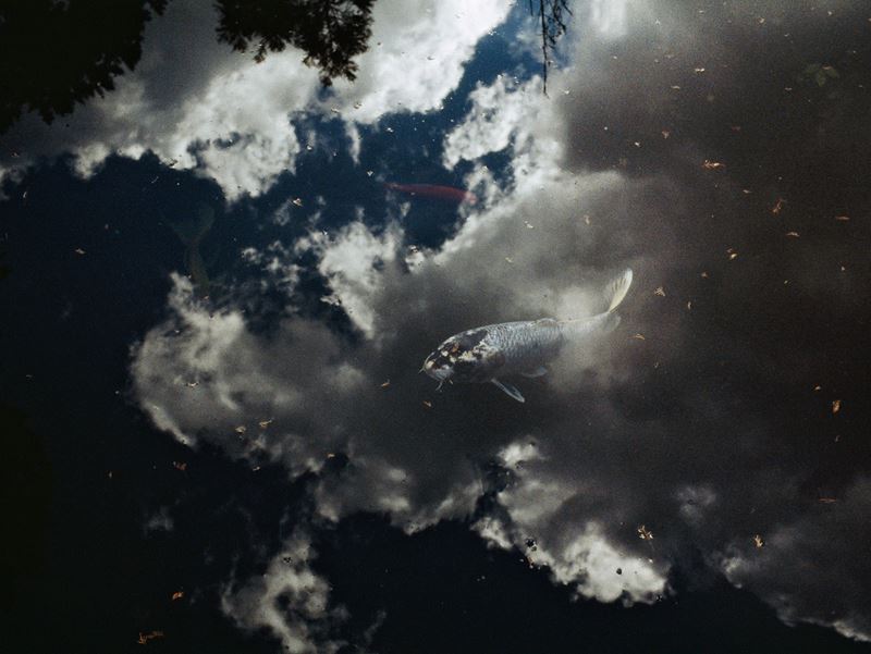 Fabrizio Alzati - Koi 1 - stampa digitale Fine Art
