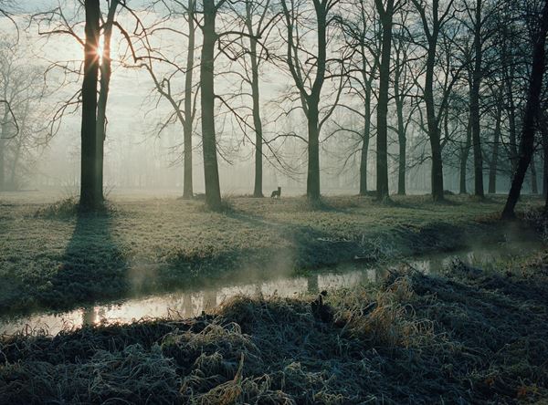 Fabrizio  Alzati - The Wolf