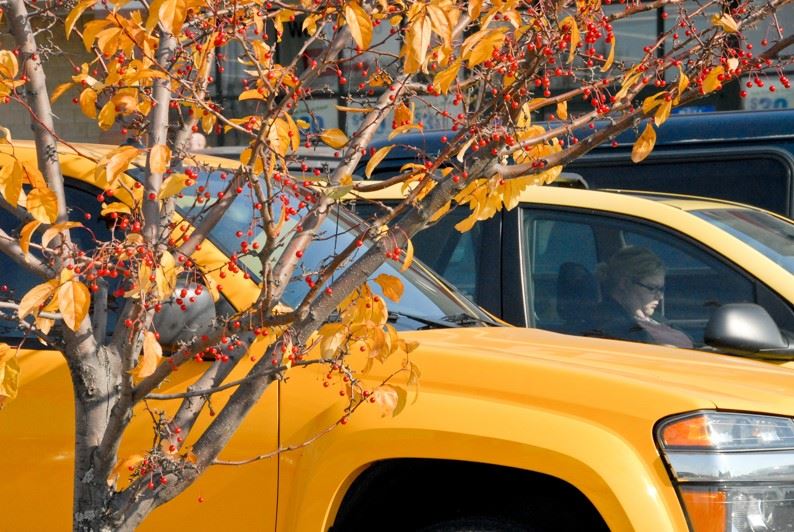 Decorative Tree and Cars