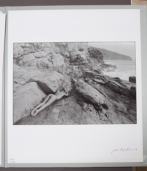 Silvereye Collection I