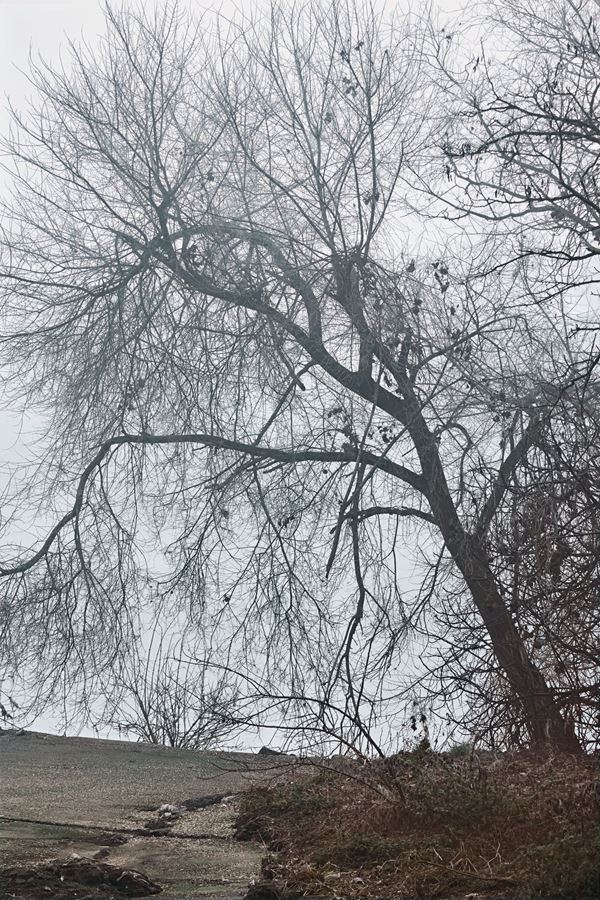 Abbas  Gharib - Trees