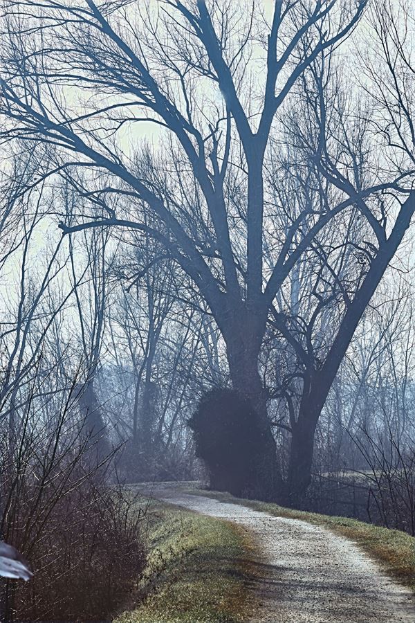 Abbas  Gharib - Trees