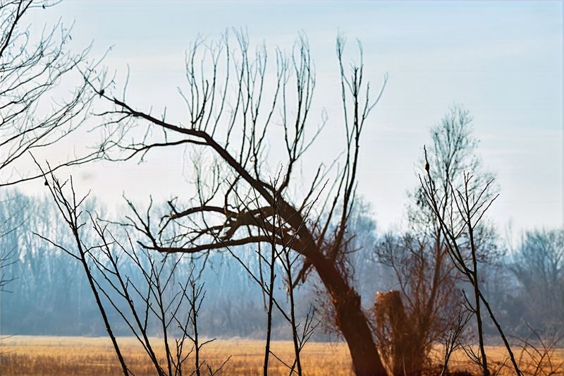 Trees