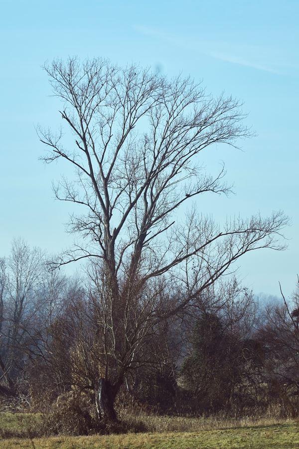 Abbas  Gharib - Trees
