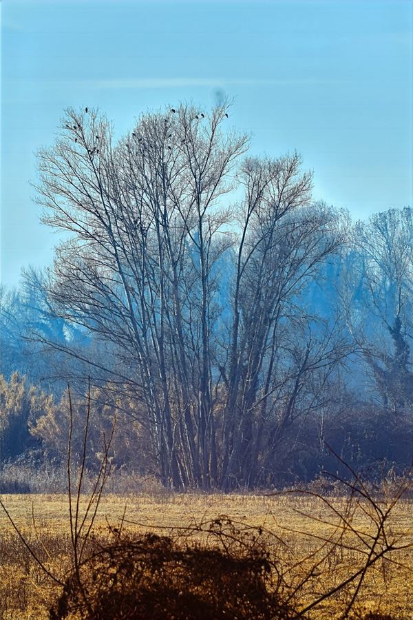 Abbas  Gharib - Trees