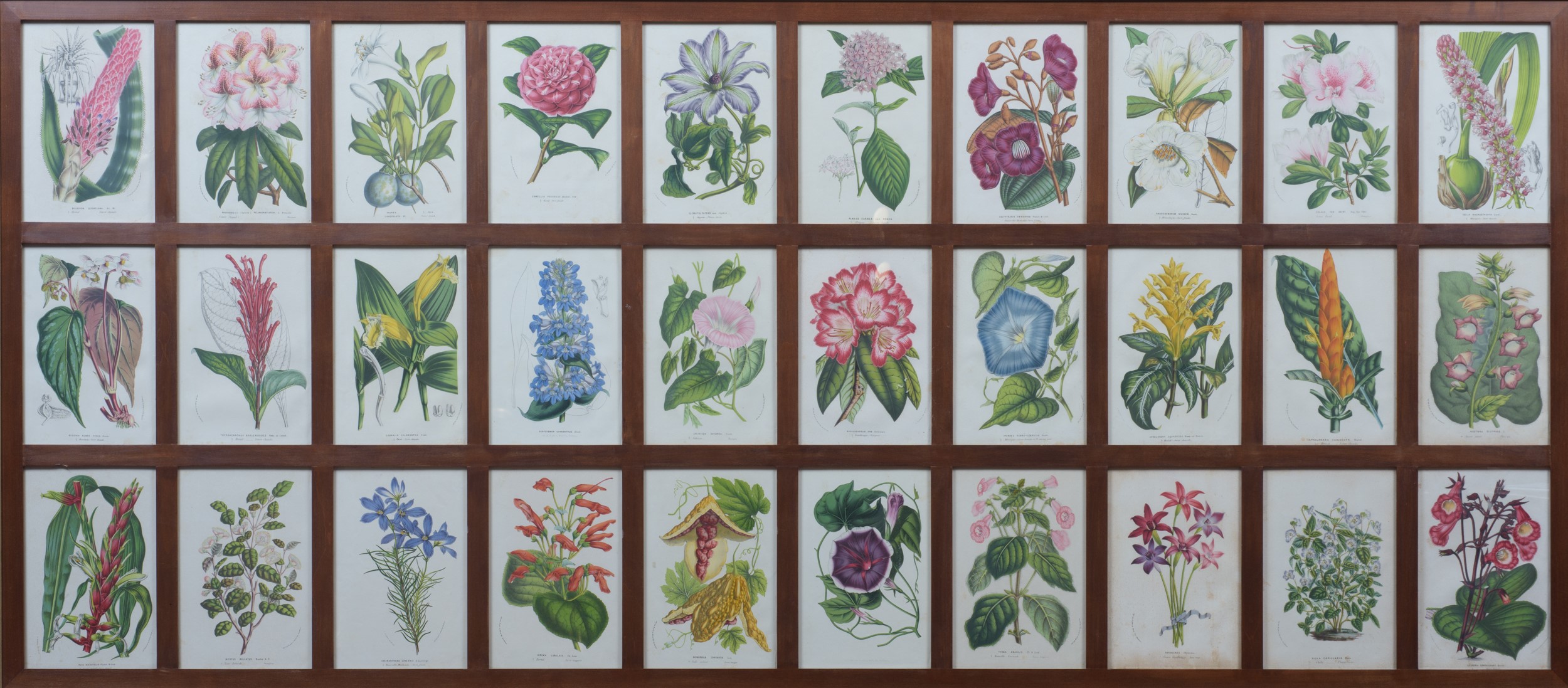 Serie di 4 stampe raffiguranti fiori, manifattura moderna