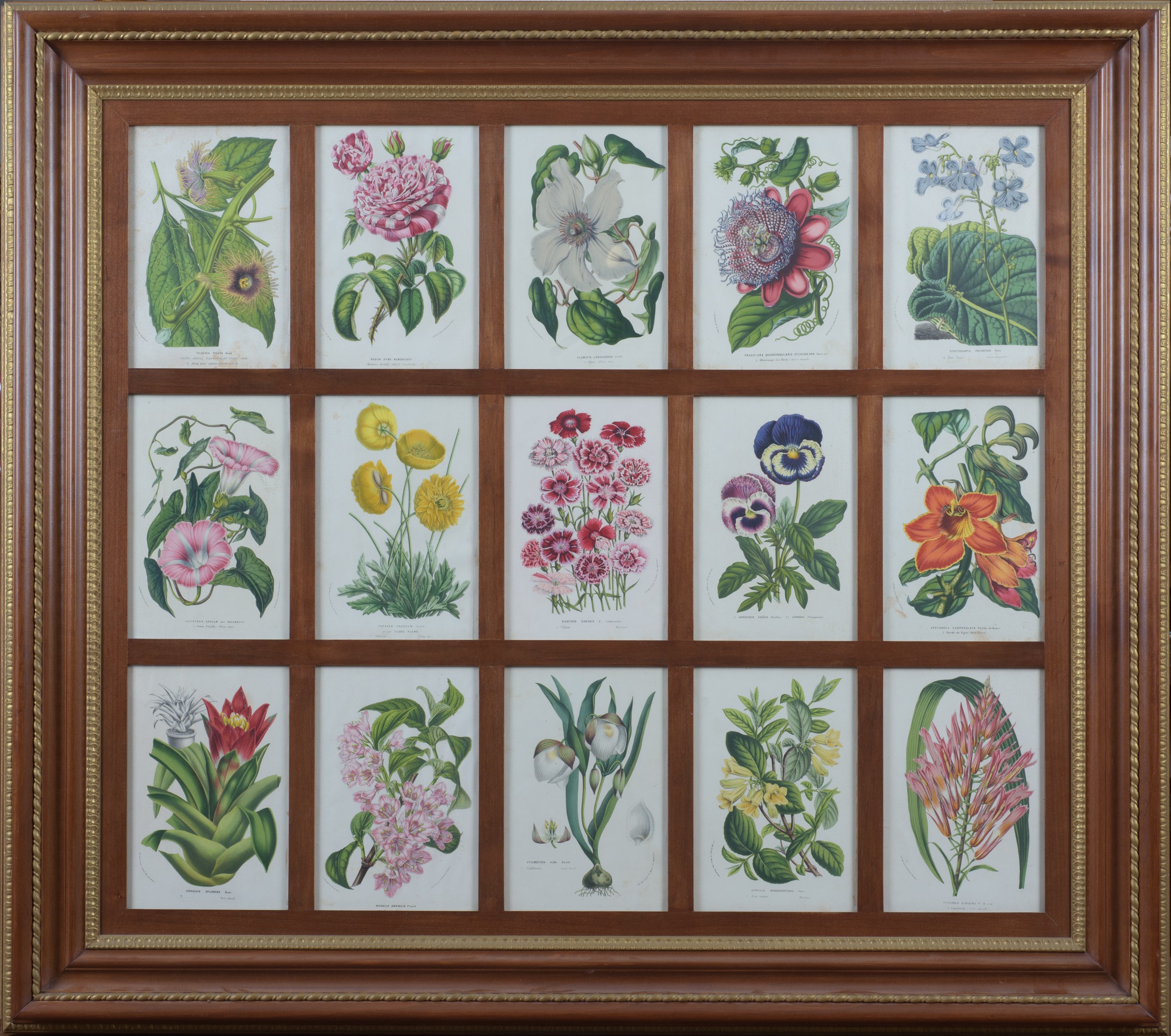 Serie di 4 stampe raffiguranti fiori, manifattura moderna