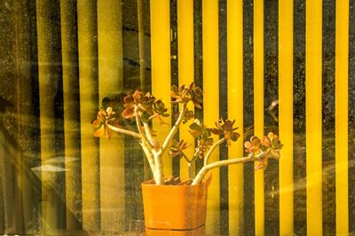 Potted Plant in Window, Wisconsin, 2009
