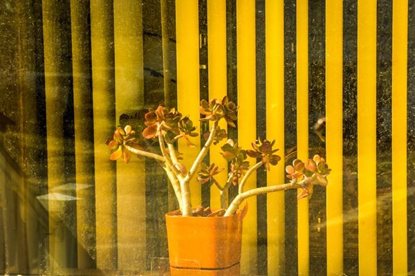 Dennis  Church - Potted Plant in Window, Wisconsin, 2009