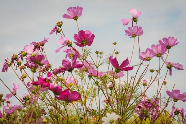 Dennis  Church - Flowers Against Sky, Wisconsin, 2009