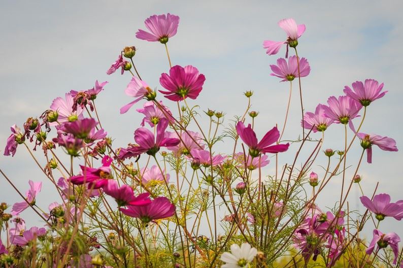 Dennis Church - Flowers Against Sky, Wisconsin, 2009