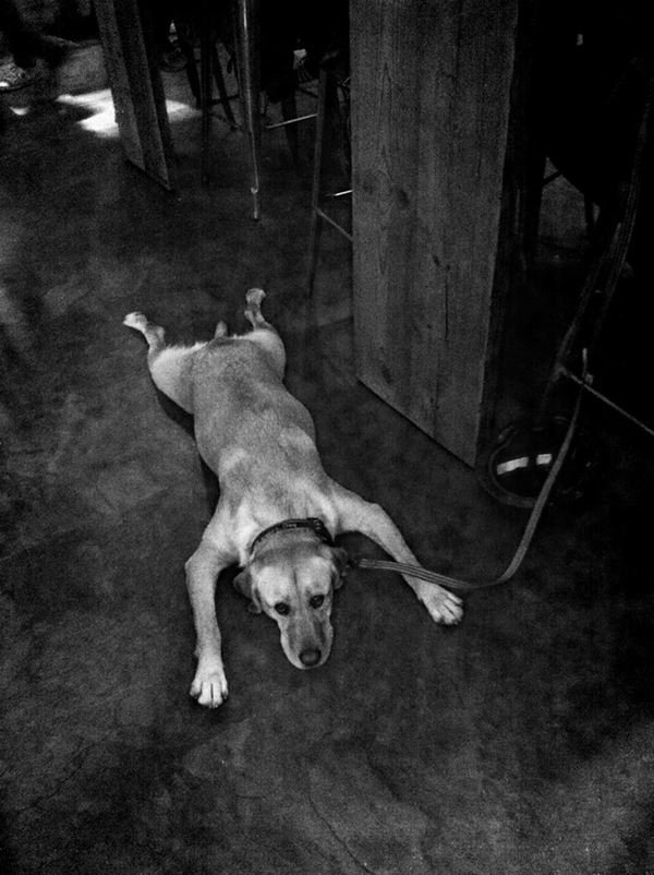 Greg Mascot - Bored Dog