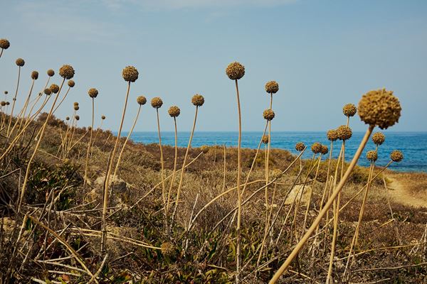 Stefano Delìa - Yellow spheres