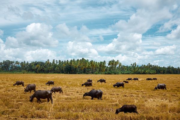 Stefano Delìa - The sky above the buffalos below