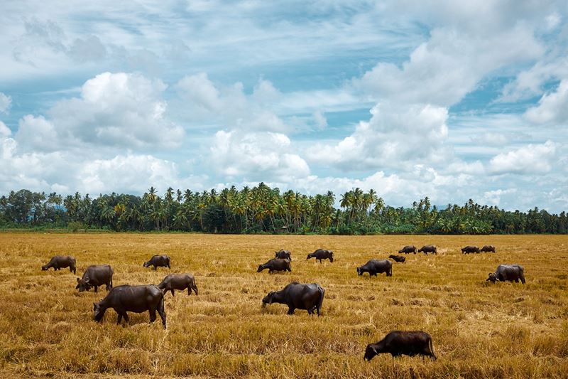 Stefano Delìa - The Sky Above The Buffalos Below