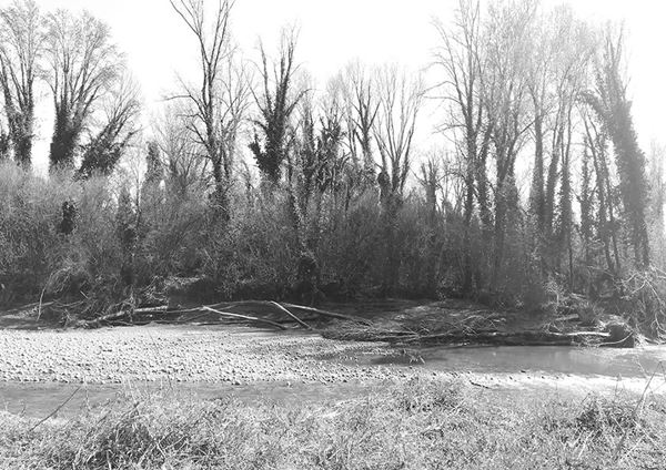 Abbas  Gharib - Trees #2