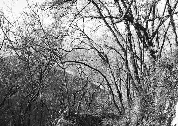 Abbas  Gharib - Trees #4