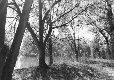 Trees #5