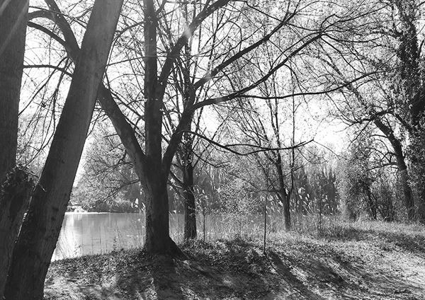 Abbas  Gharib - Trees #5