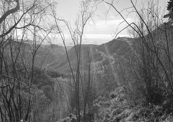 Abbas  Gharib - Trees #7