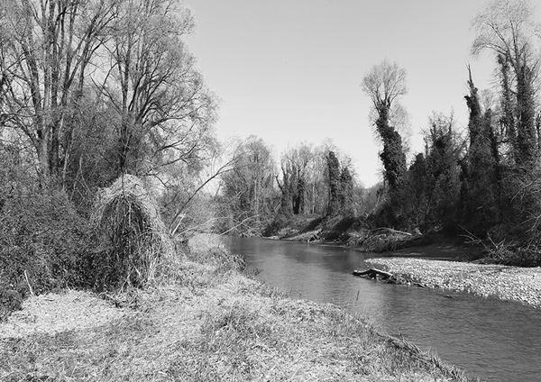 Abbas  Gharib - Trees #8