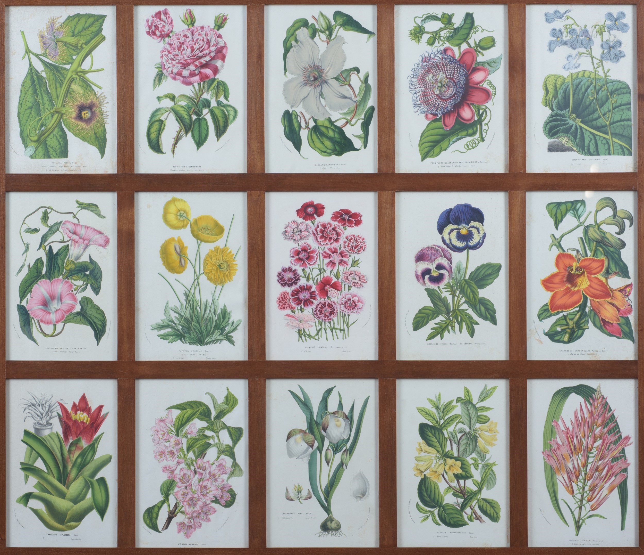 Manifattura moderna, Serie di 4 stampe raffiguranti fiori