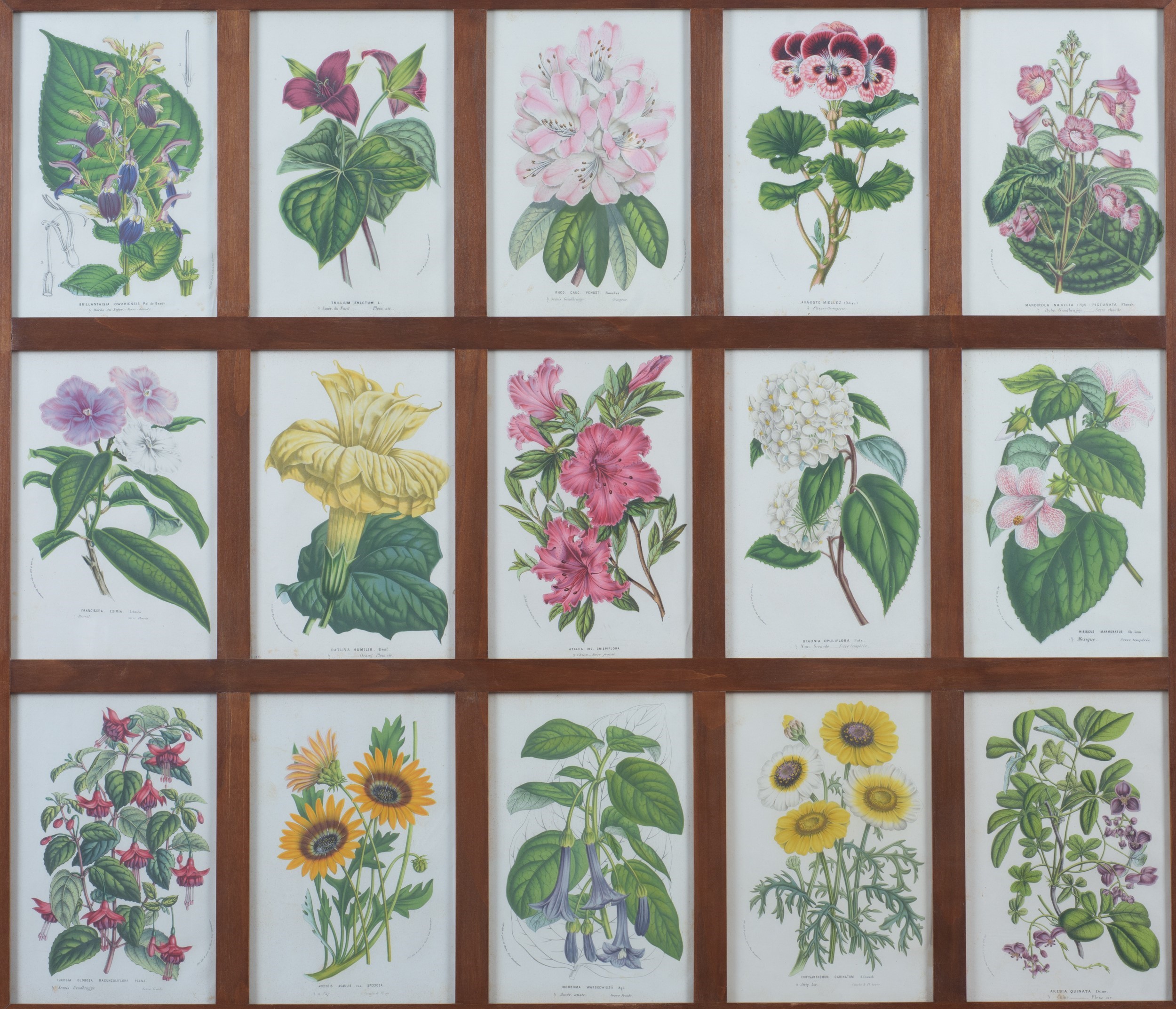 Manifattura moderna, Serie di 4 stampe raffiguranti fiori