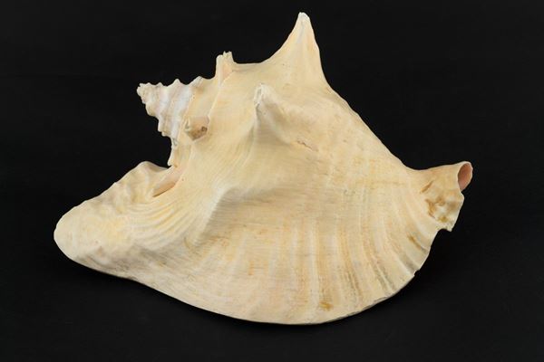 Lot of five shells